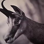 ガムソフ