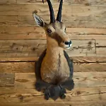 ガムソフ