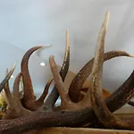 Gamshof 호텔 키츠부헬
